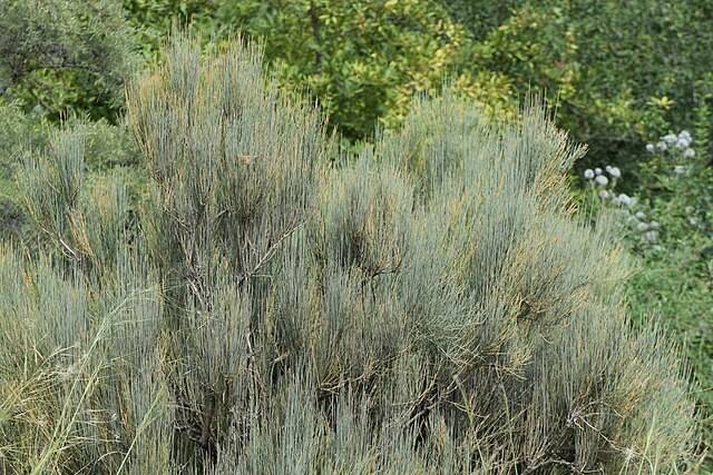 Ephedra foliata by Krzysztof Ziarnek, Kenraiz